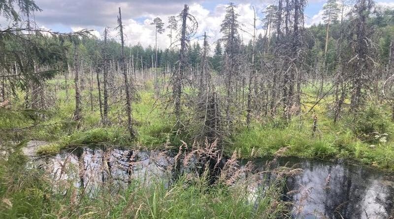 An inundated site caused by beavers and flowing into Keltaoja ditch in Evo, Finland. CREDIT: Petri Nummi.