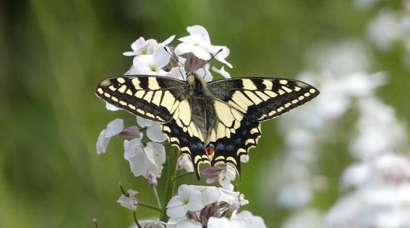British Swallowtail butterfly (Papilio machaon britannicus) - photograph by Mark Collins, Swallowtail & Birdwing Butterfly Trust