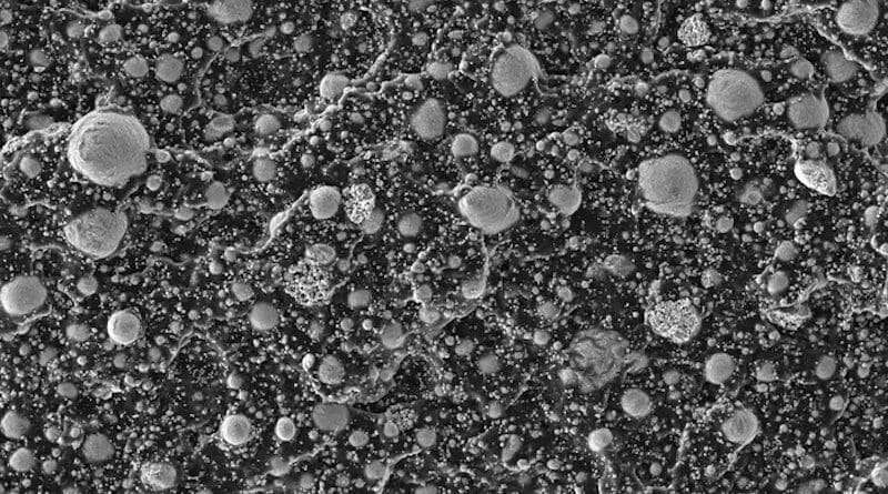 Researchers at the University of Washington created a recyclable composite material made of tiny droplets of liquid metal infused into a stretchy polymer. The droplets, pictured in this microscope image, can be connected easily together to form an electrical circuit. CREDIT: Y. Han/Advanced Functional Materials