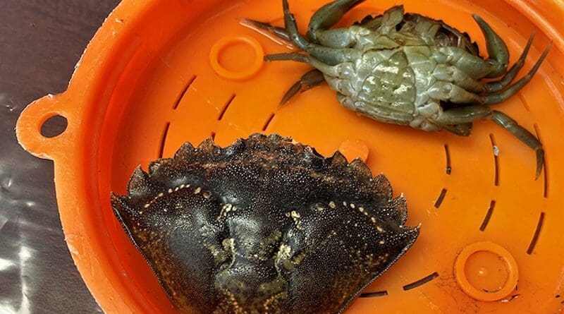 The carapace, or upper shell, of an invasive European green crab and a live live green crab are shown in this undated photo. Ever since Alaska's first green crabs were found on Annette Island in 2022, numbers have exploded and the invaders have spread north. (Photo by Linda Shaw/National Oceanic and Atmospheric Administration Fisheries Service)