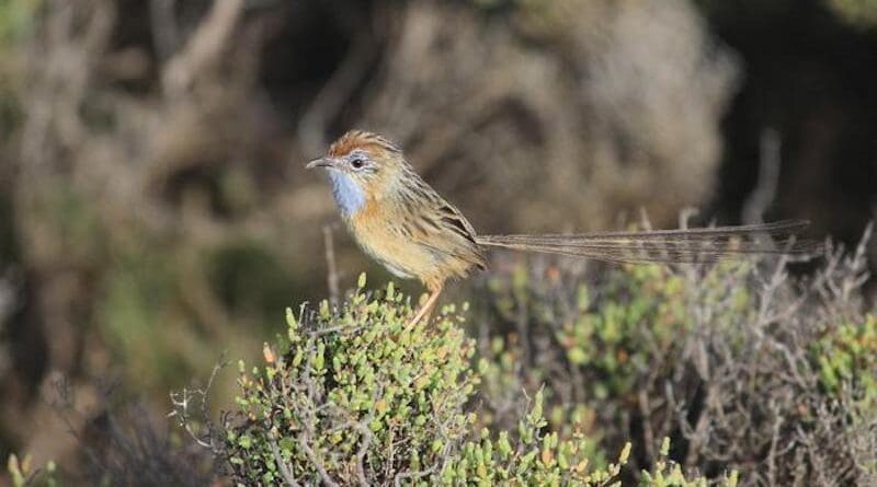 Southern emu-wren are one of Australia's smallest birds. CREDIT: Julian Behrens (Flinders University)