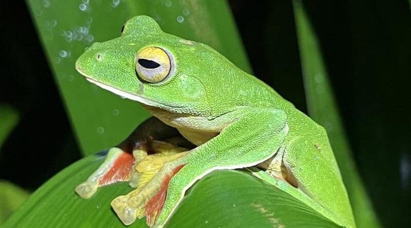 A Malabar gliding frog (Rhacophorus malabaricus) hides between foliage in the Western Ghats mountains in southern India. This family of tree frogs has had more species go extinct than any other amphibian family. CREDIT: John Wiens