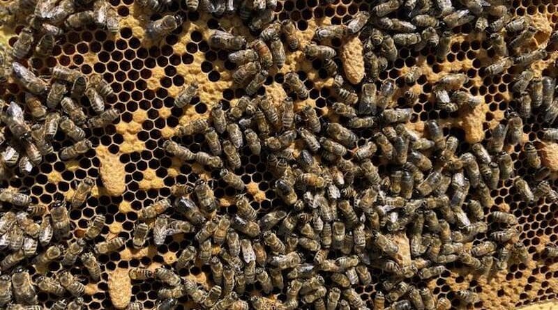 Several supersedure cells on a honey bee frame indicate that the worker bees are rearing replacement queens. CREDIT: Shelley Hoover