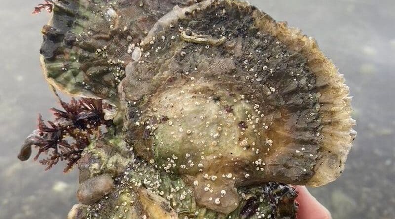 Flat oysters. Photo Credit: University of Agder