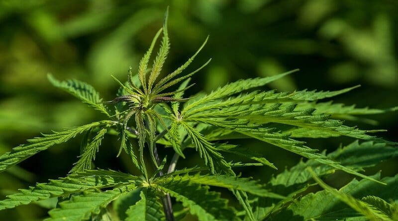 hemp plant field file photo