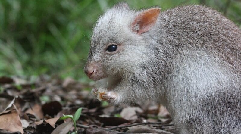 bettong marsupial