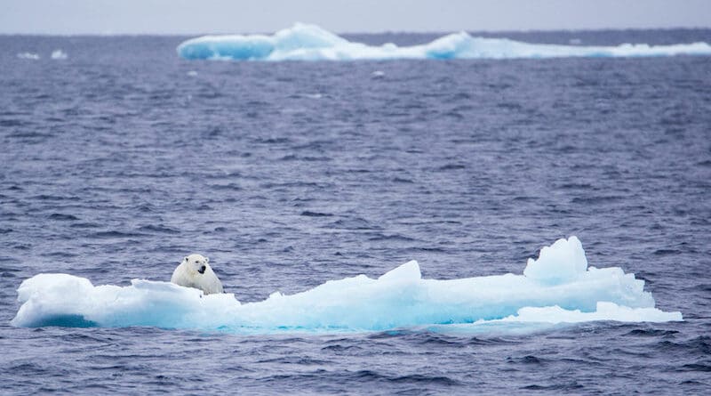 File photo of a young polar bear climbing atop some ice in the Chukchi Sea. (Photo by Petty Officer 2nd Class Christopher M. Yaw/U.S. Coast Guard)