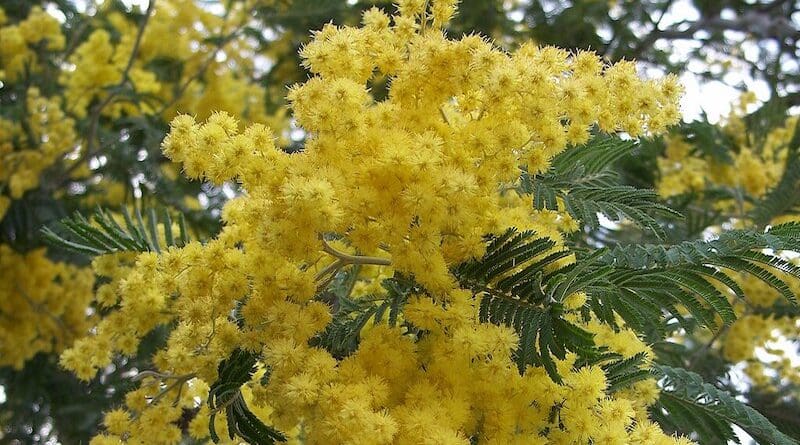 Mimosa (Acacia dealbata). Photo Credit: Eugene Zelenko, Wikipedia Commons