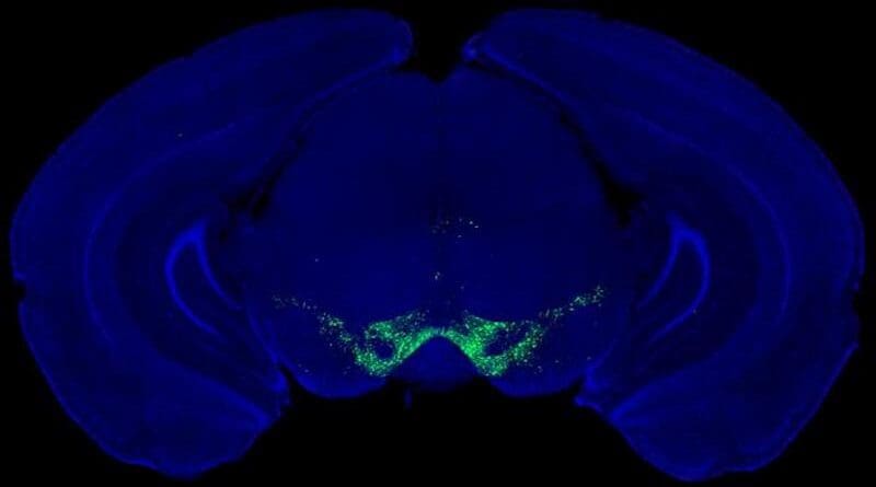 Fluorescence microscopy image of dopamine-producing neurons (green) in the midbrain of a mouse. CREDIT: Nicolas Tritsch