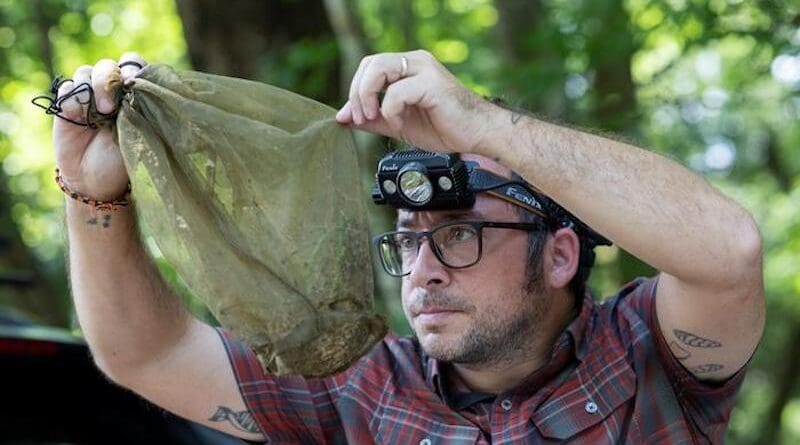 Lawrence Reeves inspects trapped mosquitoes in the DeLuca Preserve. CREDIT: University of Florida
