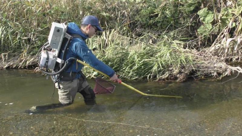 Japanese Eels, Climate Change, And River Temperature