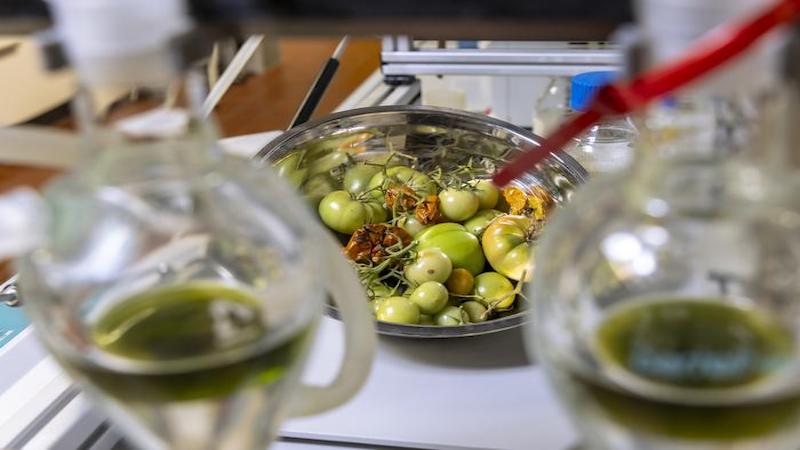 Aviation Fuel Production From Tomato Residues