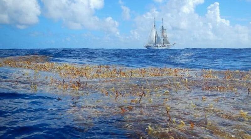 Sea Education Association’s SSV Corwith Cramer sailing near a mat of holopelagic sargassum. The vessel played a critical role in the research through the collection of field mesurements. CREDIT: Jeff Schell