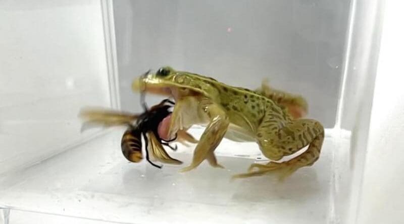 Kobe University ecologist SUGIURA Shinji discovered that the black-spotted pond frog seems to be unharmed and undaunted by venomous stings from hornets such as the Asian giant hornet, the largest in the world. CREDIT: Shinji Sugiura, Ecosphere 2025