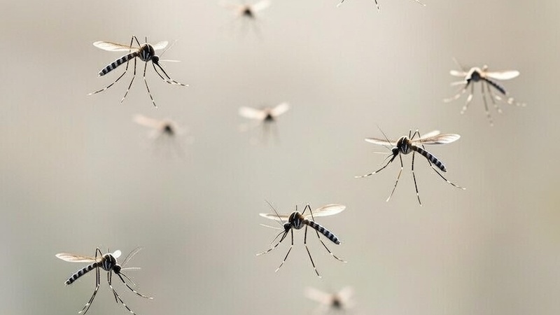 Insect Loss As An Early Warning Of Systemic Biological Failure – OpEd