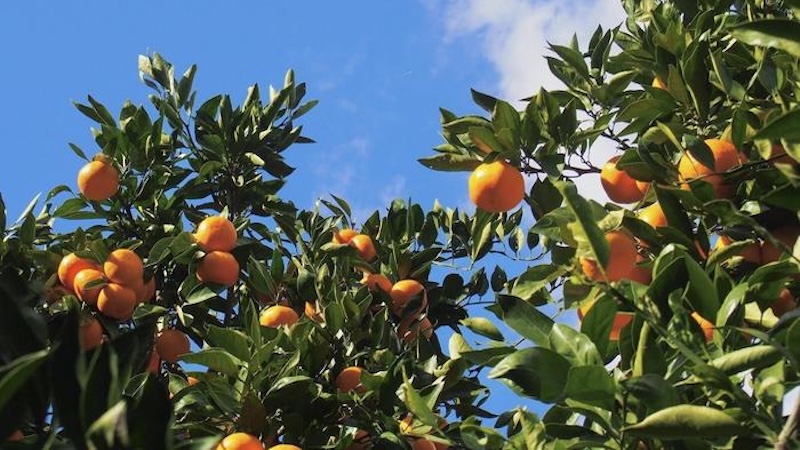 Pros And Cons Of Pesticides And Fertilizers In Real-World Mandarin Orange Farms