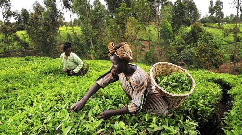 Two African women working in a field together, symbolizing how enhanced agricultural productivity and adaptive capacity bolster livelihoods, easing migration pressures from drought and armed conflict across the continent. CREDIT CIAT International Center for Tropical Agriculture from Flickr Image source: https://openverse.org/image/7dcaa65b-9546-4c4a-bc09-59d0e2521562