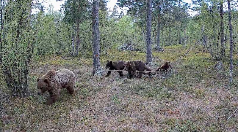 The female bear FI220 with three yearlings (FI352, FI353 and FI360) investigates the hair trap in Karasjok. Photo: Jan Helmer Olsen / NIBIO wildlife camera