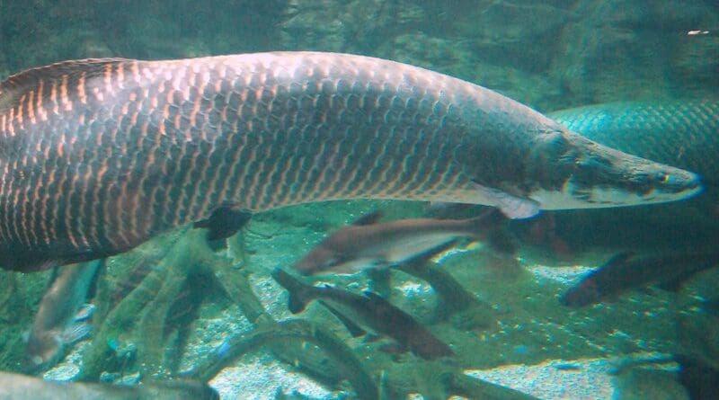 File photo of a pirarucu (Arapaima gigas). Photo Credit: Shizhao, Wikipedia Commons