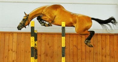 World Beauty Championship & Equestrian Sports Competition Of Heavenly Akhal-Teke Horses In The Netherlands From 4 To 6 September 2026 A free jumping Akhal-Teke horse. Photo Credit: Artur Baboev, Wikipedia Commons