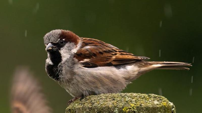 House Sparrows In Northern Norway Can Help Us Save Other Endangered Animals