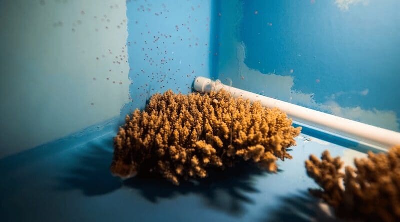 Acropora tenuis cf. macrostoma spawning for the first time in the Nature Seychelles ARC facility (Source: Canon Central and North Africa (CCNA)