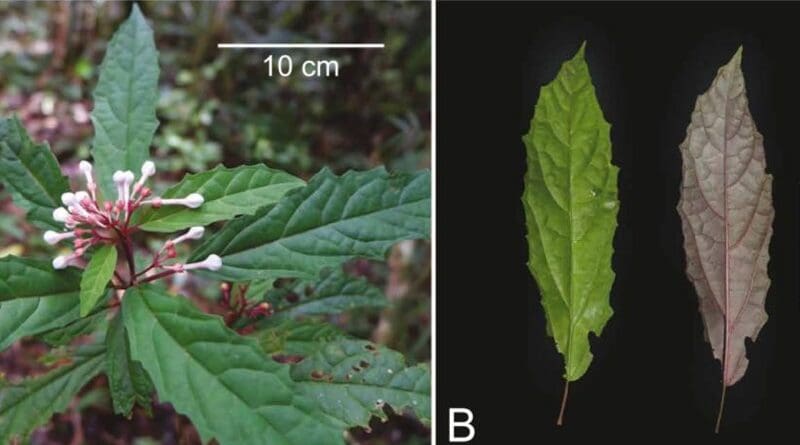 Clerodendrum kelli—a newly described, Critically Endangered species found only in Nueva Ecija, Philippines— shown in photographs highlighting its overall habit and distinctive leaves. SOURCE: Tobias et al., 2025.