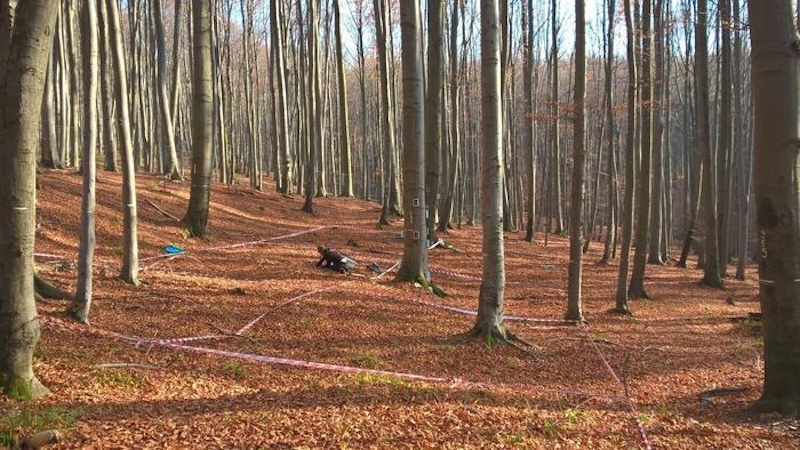 Forest Soils Increasingly Extract Methane From Atmosphere