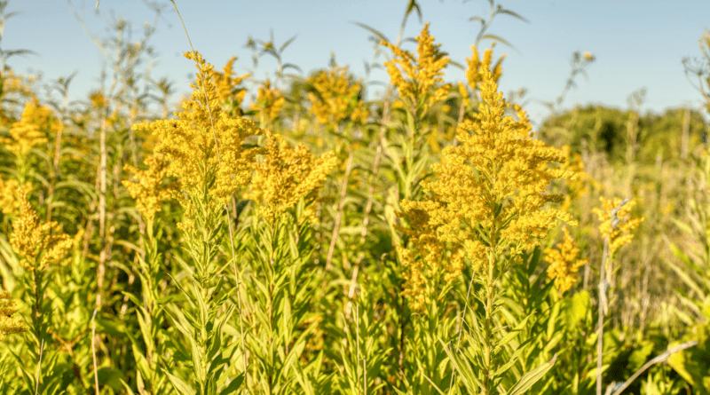 goldenrod plant file