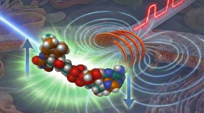 Pump-field-probe fluorescence microscopy combines pulsed light and pulsed magnetic fields to reveal spin-dependent, non-emissive intermediates that are invisible to standard fluorescence imaging allowing measurements on sub-cellular scales and concentrations. CREDIT Graduate School of Arts and Sciences, College of Arts and Sciences, The University of Tokyo