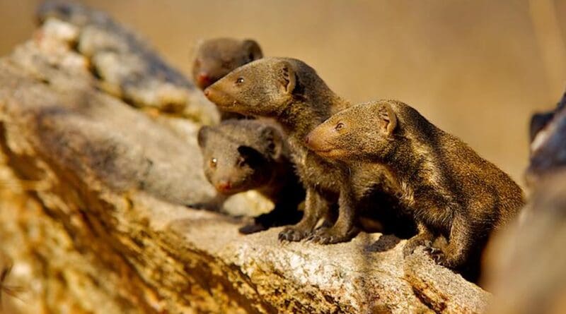 Group of dwarf mongooses under threat from a rival group CREDIT: Shannon Wild