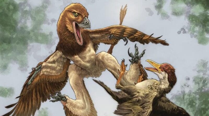 The new microraptor dinosaur Jian changmaensis (left) attacks the early bird Gansus yumenensis (right) in what is now the Changma Basin of northwestern China approximately 120 million years ago. Credits: illustration by Lewis LaRosa, colorized by Jão Canola. Credits: Illustration by Lewis LaRosa, colorized by Jão Canola.