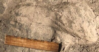 One of the large, 1.4-million-year-old footprints that the team excavated. A 6-inch (~15 cm) ruler is shown for scale. CREDIT: © Kay Behrensmeyer