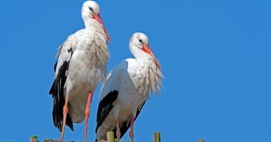 white storks (Ciconia ciconia)