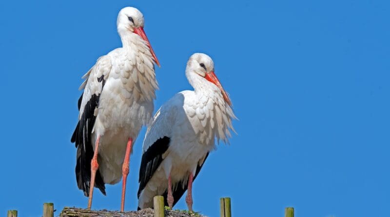 white storks (Ciconia ciconia)