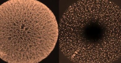 Gang Wu and collaborators developed hollow nanocarbon spheres containing an ordered radial nanochannel array to be used as supports in their new design for high-performance intermetallic nanoparticle fuel cell catalysts. CREDIT: Wu lab, Washington University in St. Louis